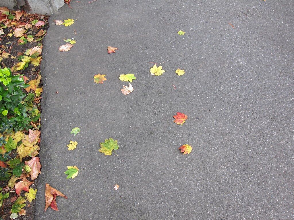Fallen leaves on wet asphalt.