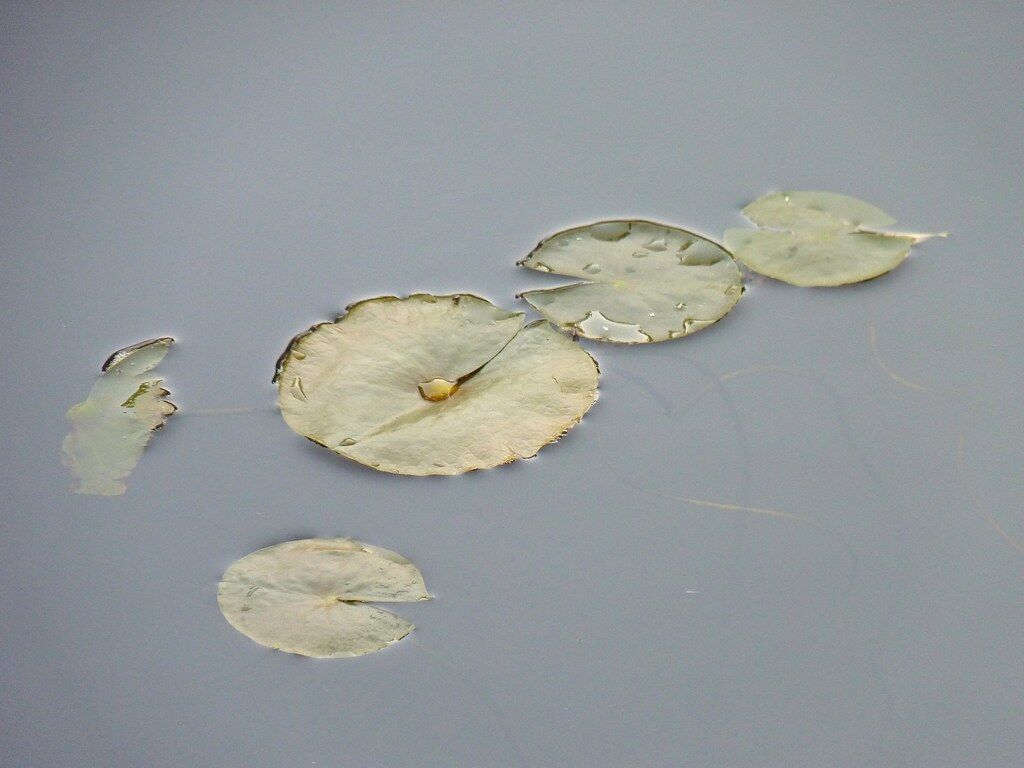 Lily pads on grey water: first “that,” then what it looks like.