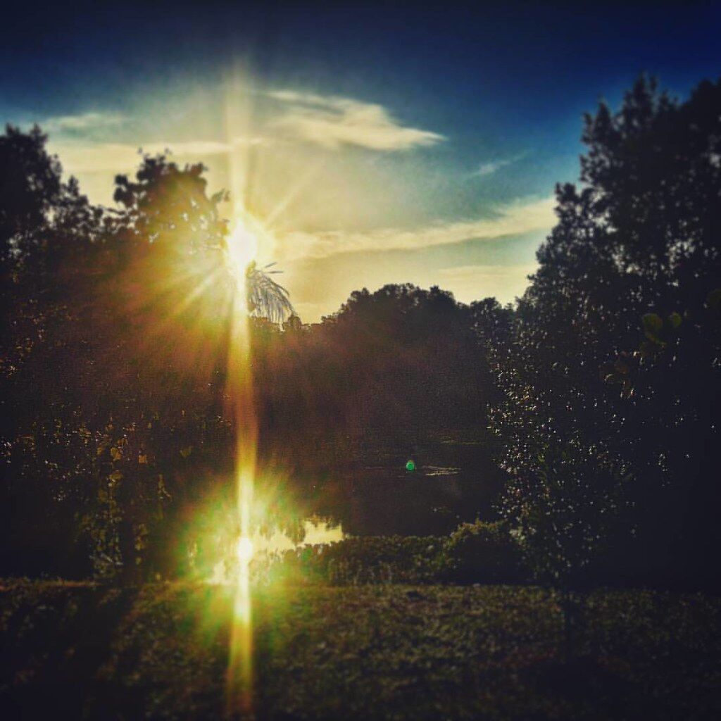 Sun through trees, late in the day.