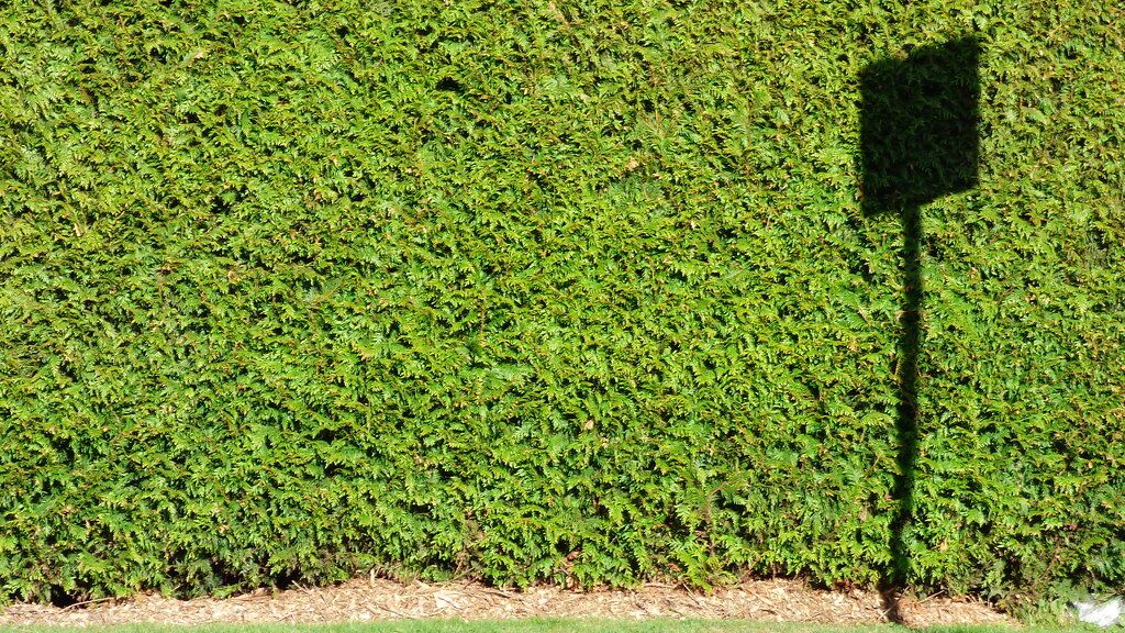 A dark shape on green: small, sudden and hard to miss.