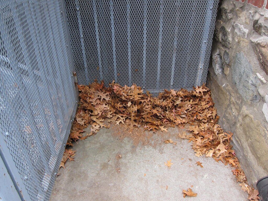 A corner of leaves and wire. Ordinary places are enough.
