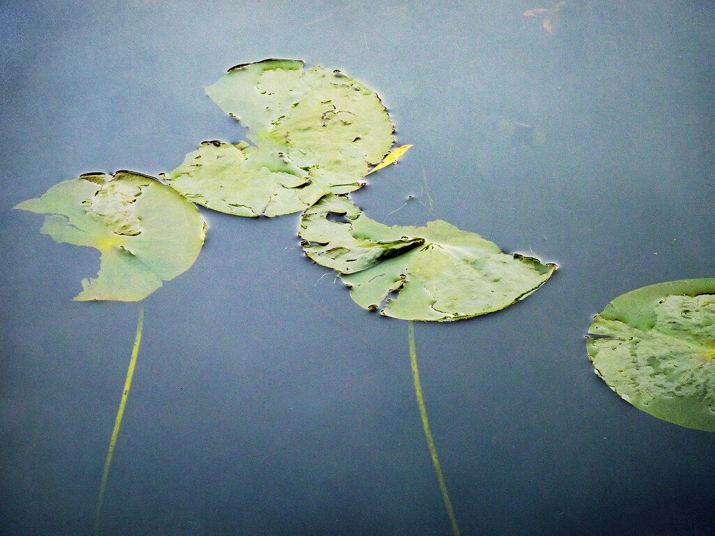 Lily pads resting on dark water.