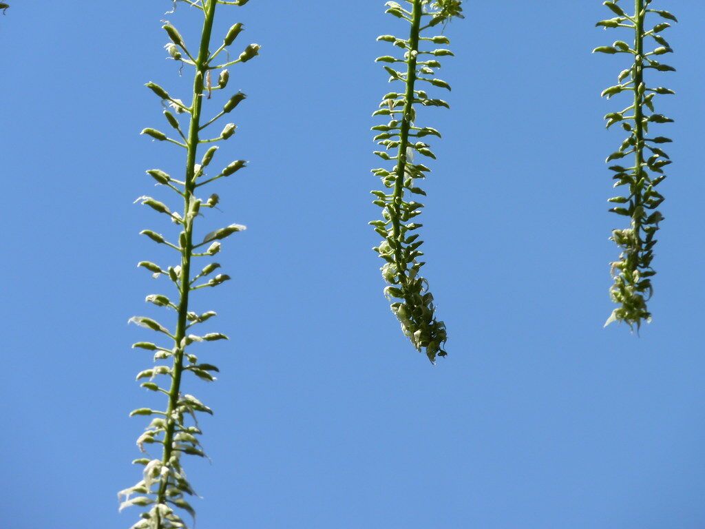 3 stems hanging into blue sky.